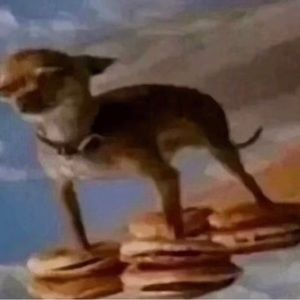 Meet your Posher, Bailey